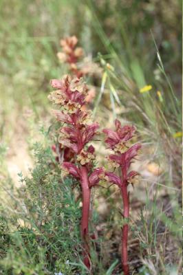 Orobanche du thym, Orobanche blanche Orobanche alba Stephan ex Willd., 1800