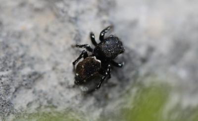  Heliophanus kochii Simon, 1868