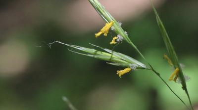 Brome érigé Bromopsis erecta (Huds.) Fourr., 1869