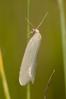  Udea austriacalis (Herrich-Schäffer, 1851)