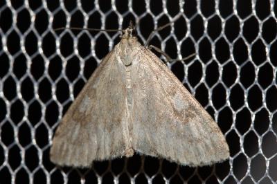  Udea decrepitalis (Herrich-Schäffer, 1848)