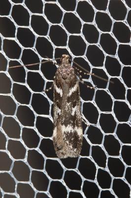  Chionodes perpetuella (Herrich-Schäffer, 1854)
