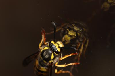 Guêpe germanique Vespula germanica (Fabricius, 1793)