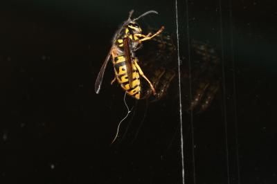 Guêpe germanique Vespula germanica (Fabricius, 1793)