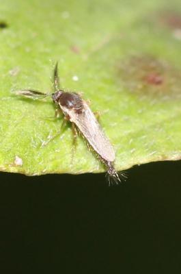  Forcipomyia Meigen, 1818