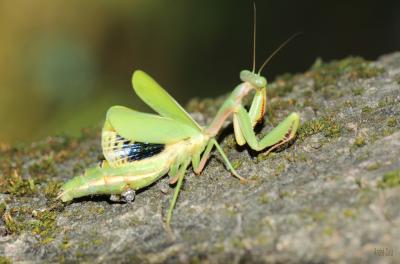 Mante ocelée Iris oratoria (Linnaeus, 1758)