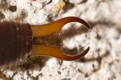  Guanchia pubescens (Géné, 1837)
