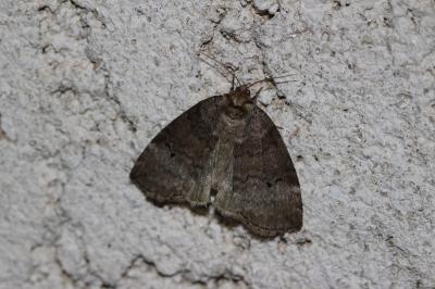 Double-Ligne (La), Bipoint (Le) Ochropacha duplaris (Linnaeus, 1760)