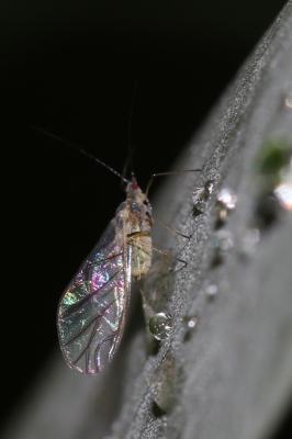  Capitophorus elaeagni (Del Guercio, 1894)