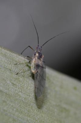  Capitophorus elaeagni (Del Guercio, 1894)