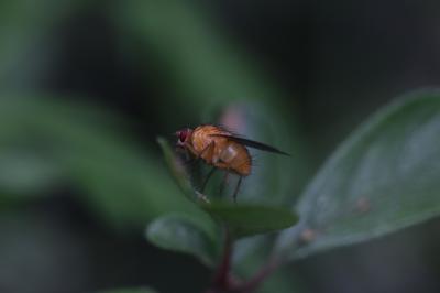 Phaonia pallida (Fabricius, 1787)