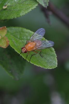  Phaonia pallida (Fabricius, 1787)