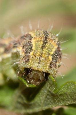 Noctuelle peltigère (La) Heliothis peltigera (Denis & Schiffermüller, 1775)