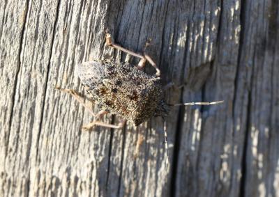 Punaise nébuleuse, Punaise grise Rhaphigaster nebulosa (Poda, 1761)