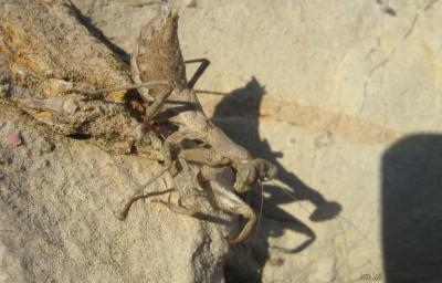  Ameles spallanzania (Rossi, 1792)