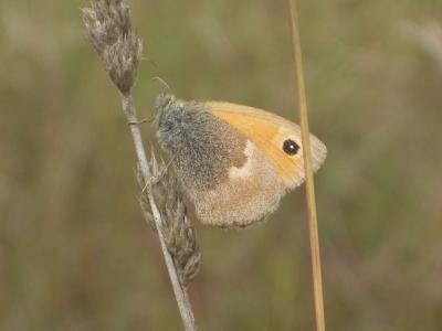 Fadet commun (Le), Procris (Le), Petit Papillon de Coenonympha pamphilus (Linnaeus, 1758)