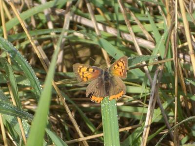 Cuivré commun (Le), Argus bronzé (L'), Bronzé (Le) Lycaena phlaeas (Linnaeus, 1760)