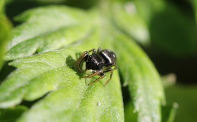 Saltique cuivré Heliophanus cupreus (Walckenaer, 1802)