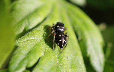 Saltique cuivré Heliophanus cupreus (Walckenaer, 1802)