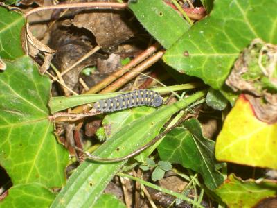  Abia sericea (Linnaeus, 1767)
