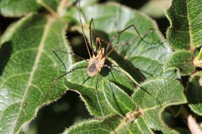  Phalangium opilio Linnaeus, 1758