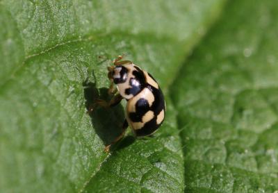 Coccinelle à damier, Coccinelle à 14 points Propylea quatuordecimpunctata (Linnaeus, 1758)