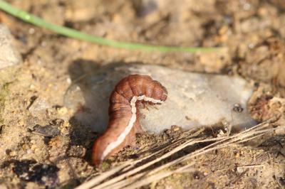 Xanthie cannellée (La) Agrochola lychnidis (Denis & Schiffermüller, 1775)