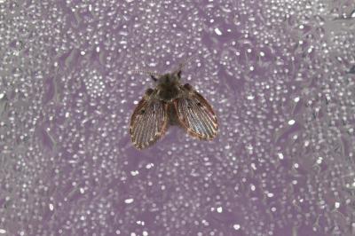  Clogmia albipunctata (Williston, 1893)