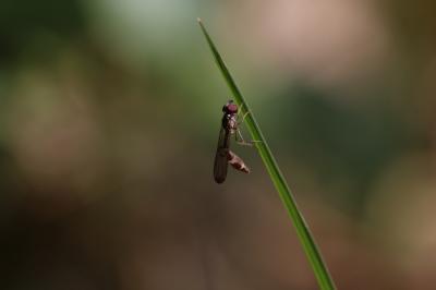  Baccha elongata (Fabricius, 1775)