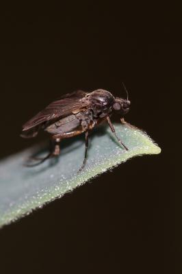  Gymnophora Macquart, 1835