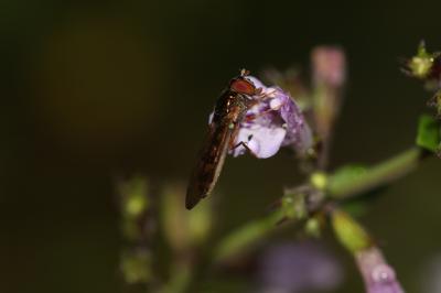  Melanostoma scalare (Fabricius, 1794)