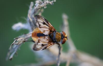  Ectophasia crassipennis (Fabricius, 1794)