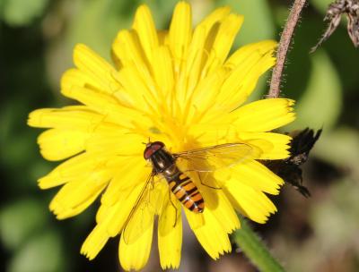  Episyrphus balteatus (De Geer, 1776)