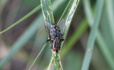 Mouche à damier, Mouche grise de la viande Sarcophaga carnaria (Linnaeus, 1758)