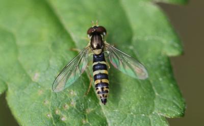  Sphaerophoria scripta (Linnaeus, 1758)
