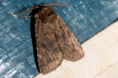  Rusina ferruginea (Esper, 1785)