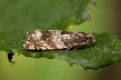  Rhopobota myrtillana (Humphreys & Westwood, 1845)