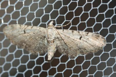 Eupithécie du Boucage (L') Eupithecia pimpinellata (Hübner, 1813)