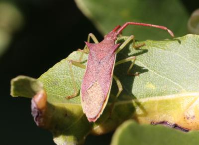  Gonocerus insidiator (Fabricius, 1787)