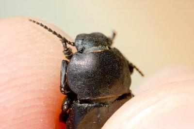 Ténébrion abrégé Phylan abbreviatus (Olivier, 1795)