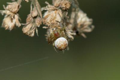 Épeires concombres Araniella cucurbitina (Clerck, 1758)