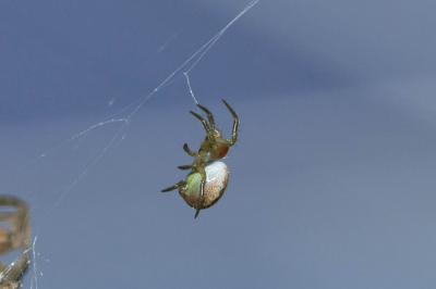 Épeires concombres Araniella cucurbitina (Clerck, 1758)