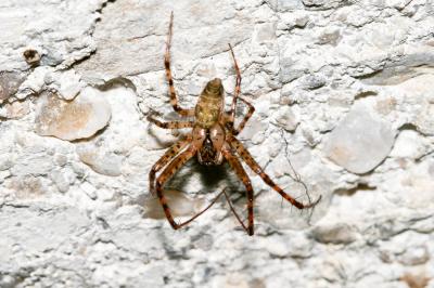  Metellina merianae (Scopoli, 1763)