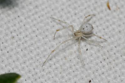  Enoplognatha Pavesi, 1880