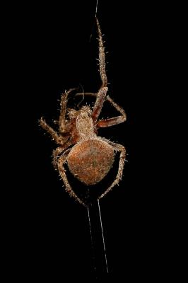  Neoscona subfusca (C.L. Koch, 1837)