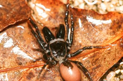  Atypus 