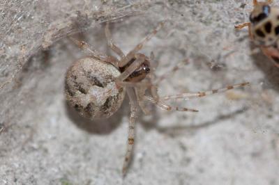  Theridion Walckenaer, 1805