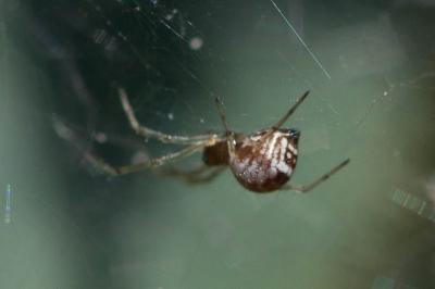 Frontinellina frutetorum (C.L. Koch, 1834)