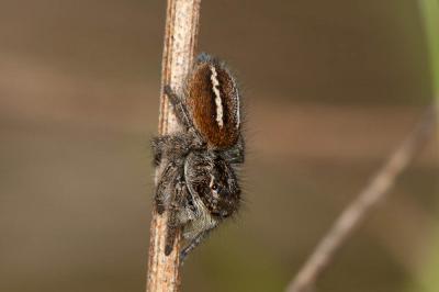Saltique sanguinolent Philaeus chrysops (Poda, 1761)