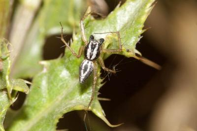  Oxyopes nigripalpis Kulczynski in Chyzer & Kulczynski, 1891